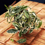 Ficus sagittata 'Radicans' (Variegated)