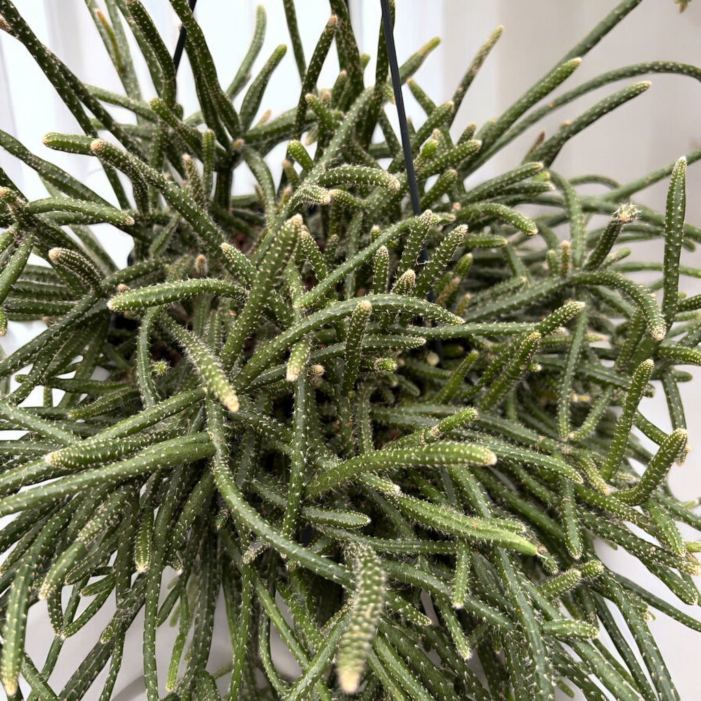 Rhipsalis baccifera subsp. horrida - exemplare XL
