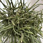 Rhipsalis baccifera subsp. horrida - exemplare XL