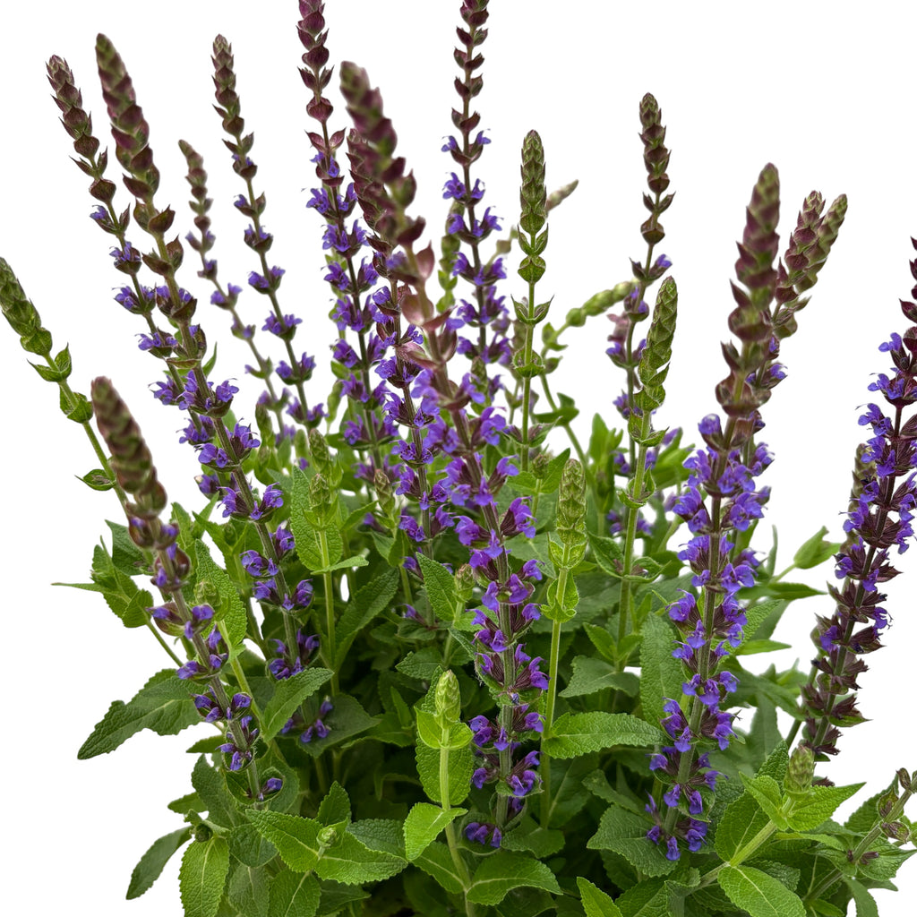 Salvia nemorosa 'Ostfriesland' - Salvia ‘Ostfriesland’ – salvia perenne con floración abundante