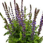 Salvia nemorosa 'Ostfriesland' - Salvia ‘Ostfriesland’ – trajna žajbelj z obilnim cvetenjem
