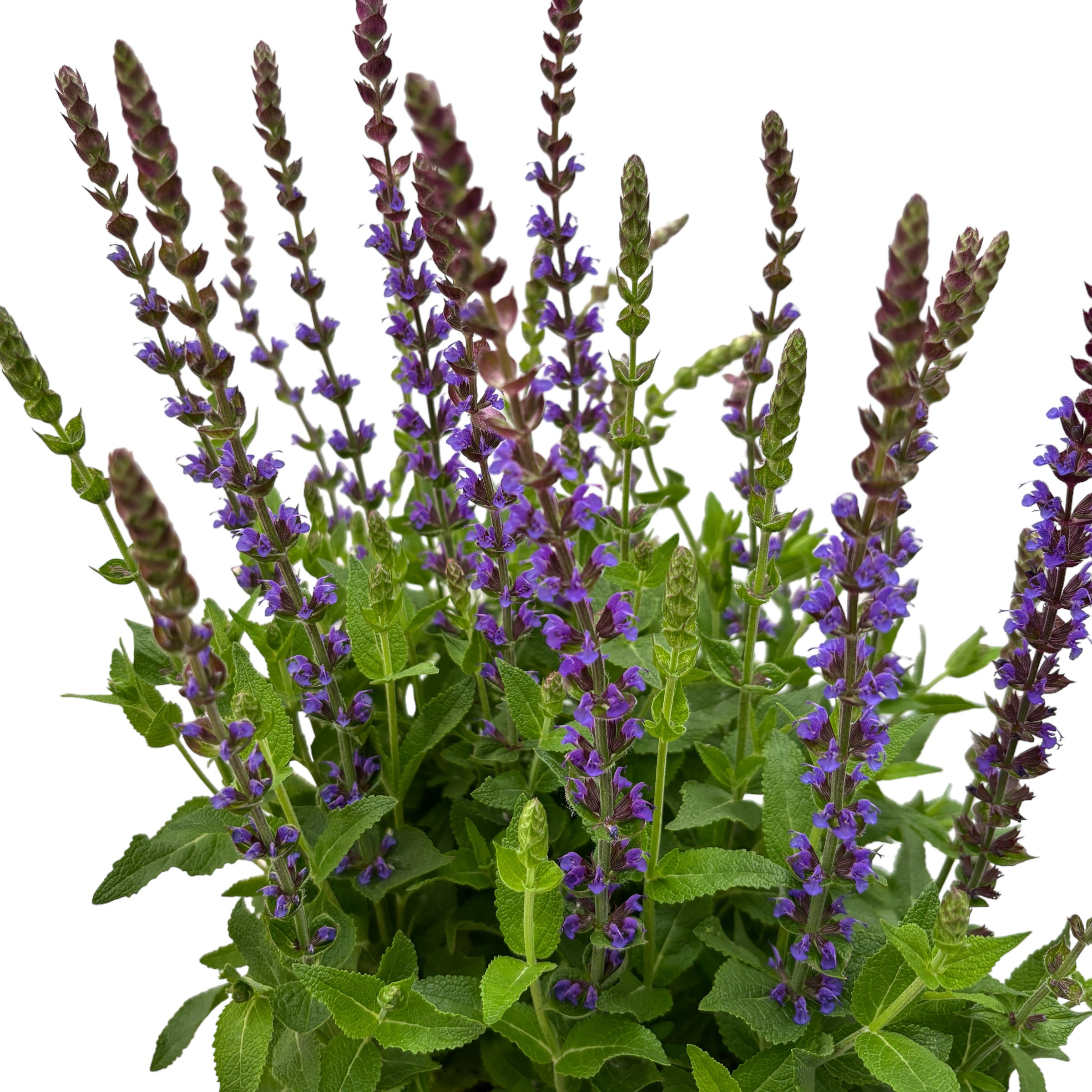 Salvia nemorosa 'Ostfriesland' - Salvia ‘Ostfriesland’ – salvie perena cu inflorire bogata