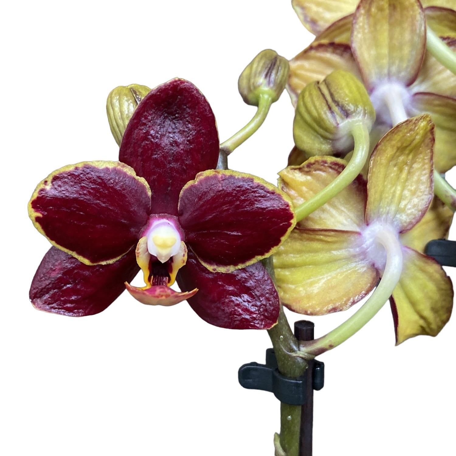 Phalaenopsis Sunrise Red Peoker (Esmee) - gewachste Blumen