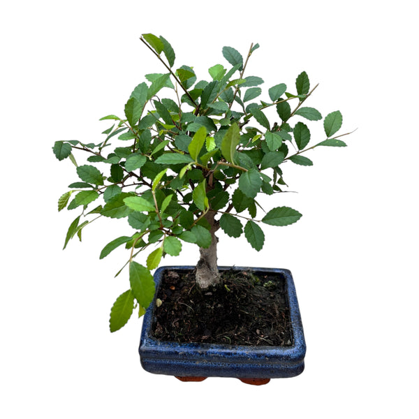 Bonsai Zelkova (Japanese Elm)