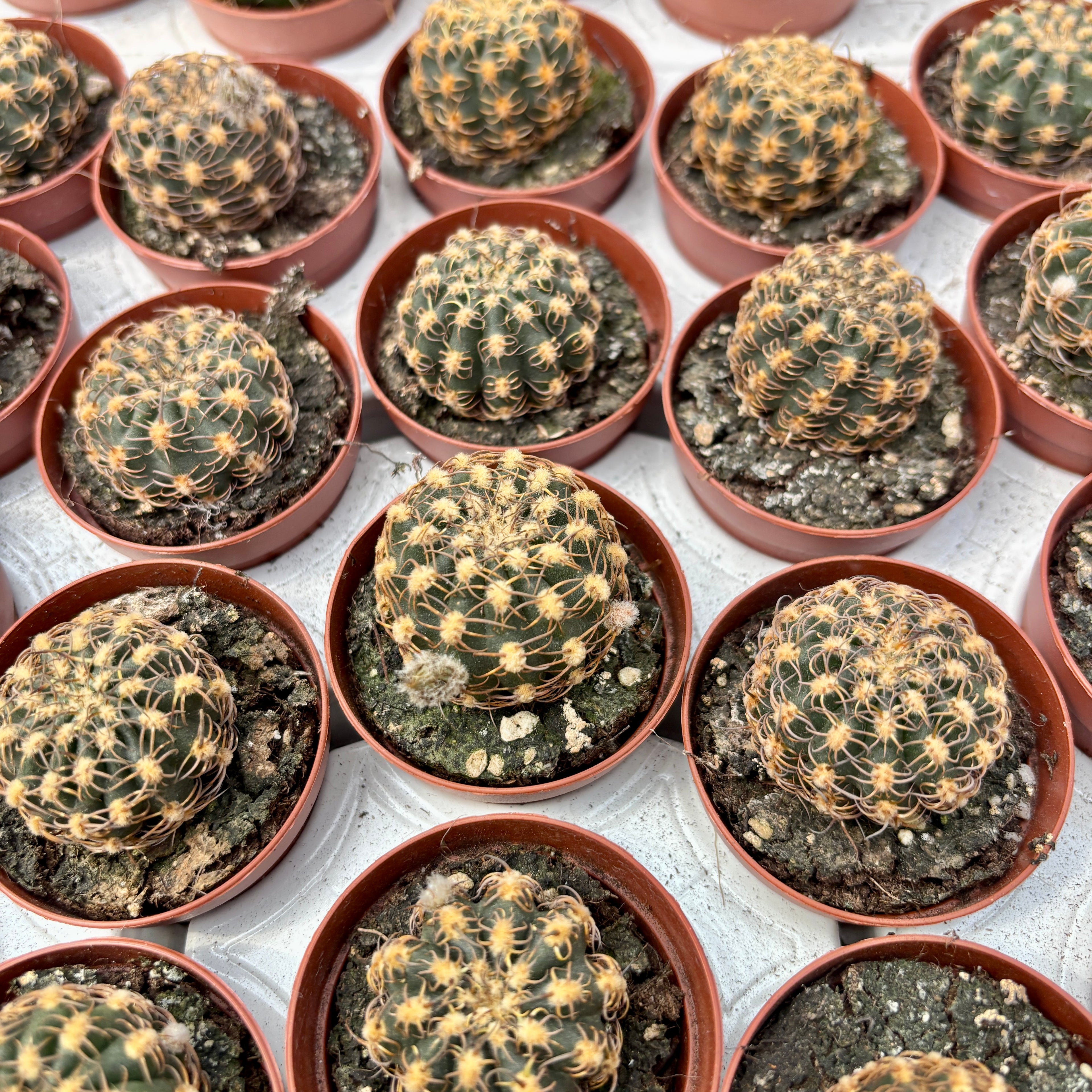 Lobivia Winteriana - cactus cu flori spectaculoase