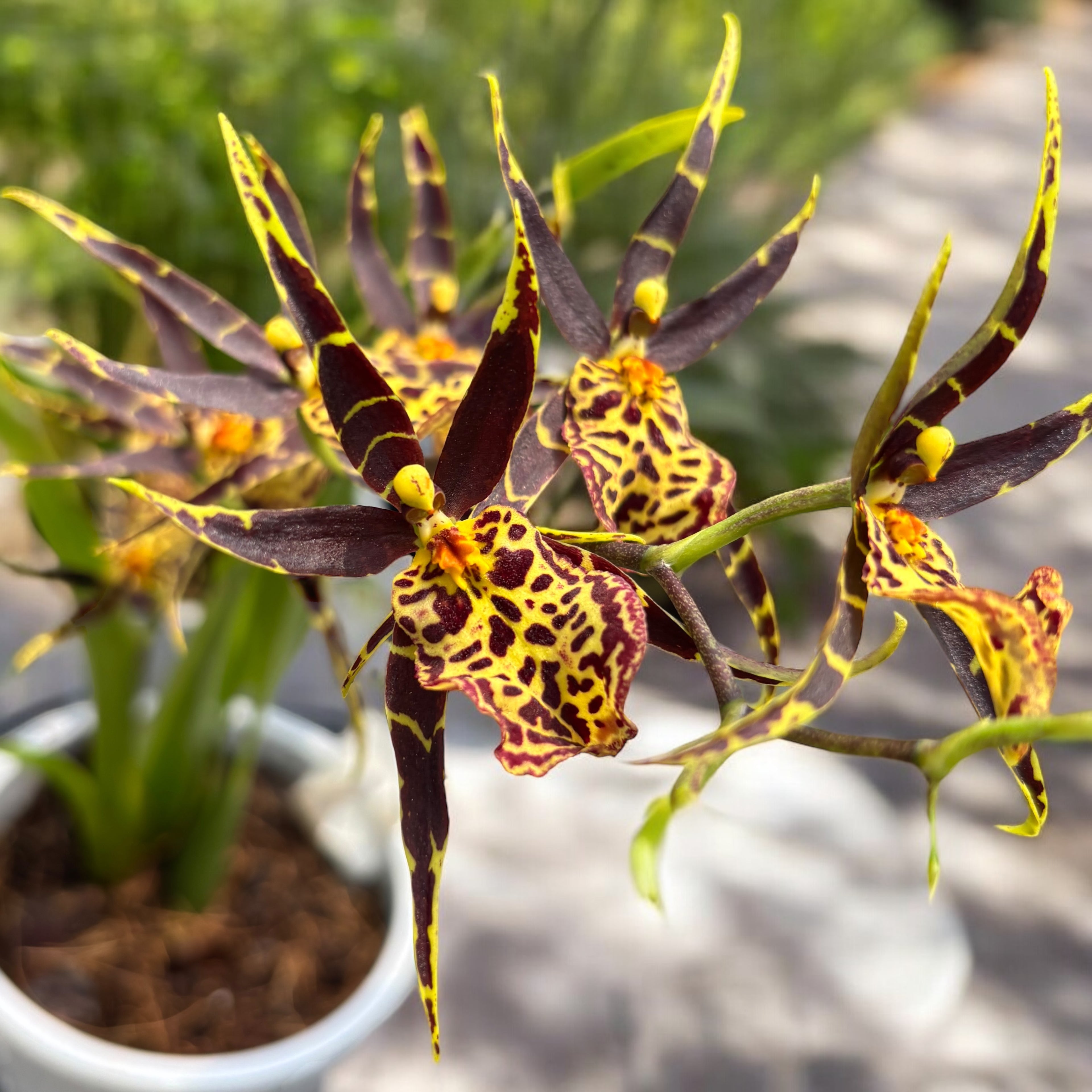 Oncidium (Cyrtocidium) Holm’s Wizard  - var. #01 - flori intens parfumate