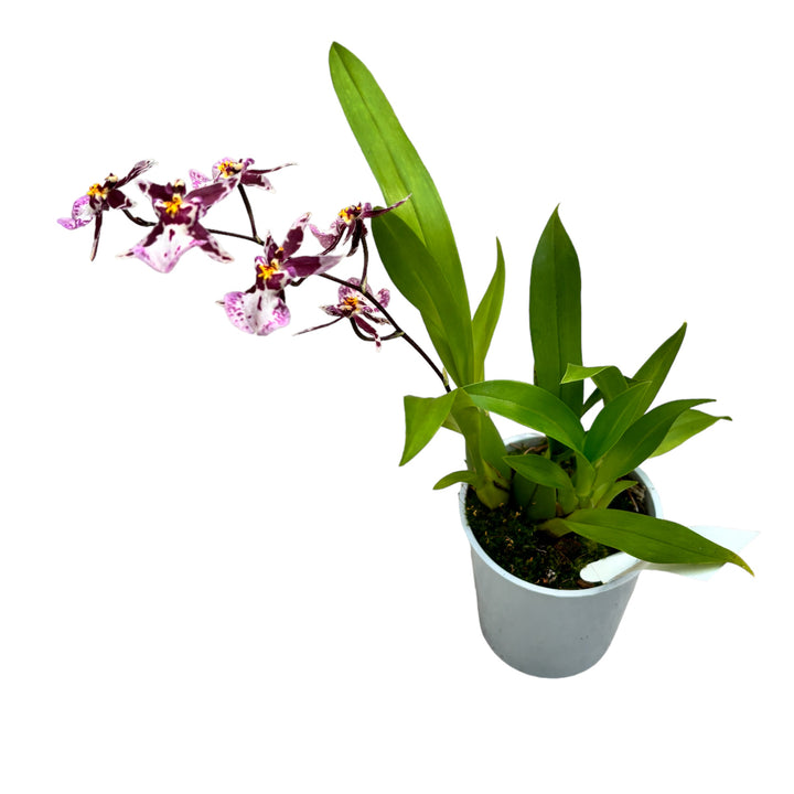 Oncidium (Cyrtocidium) Holm’s Wizard - pink - foarte parfumat!