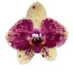 Phalaenopsis Exotic Punch (Pikachu)