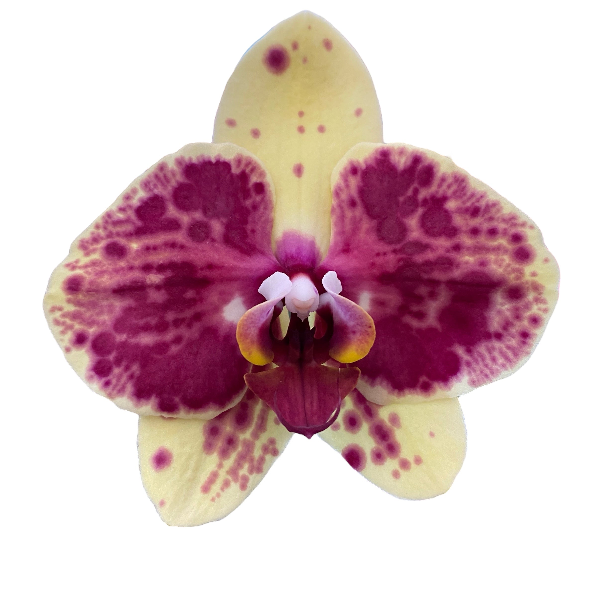 Phalaenopsis Exotic Punch (Pikachu)