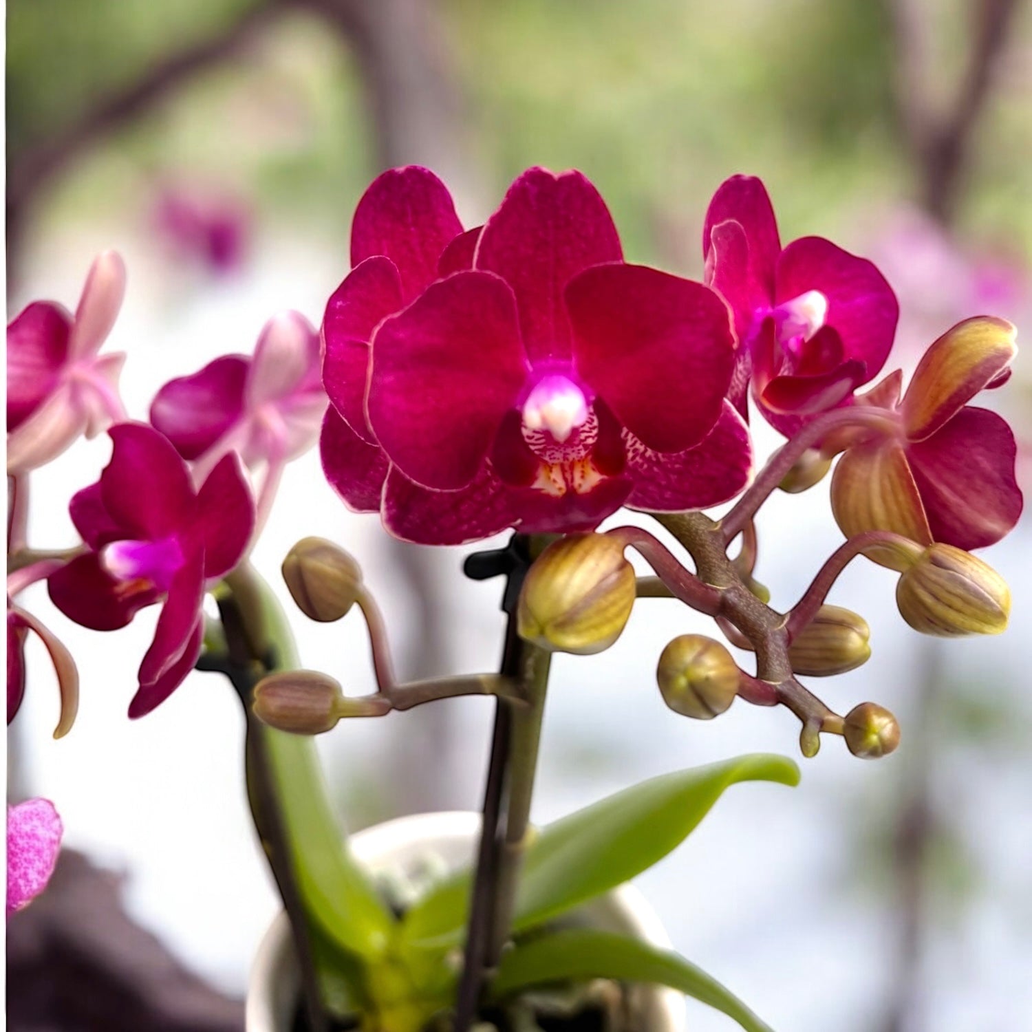 Phalaenopsis Sogo Crimson (Lola)