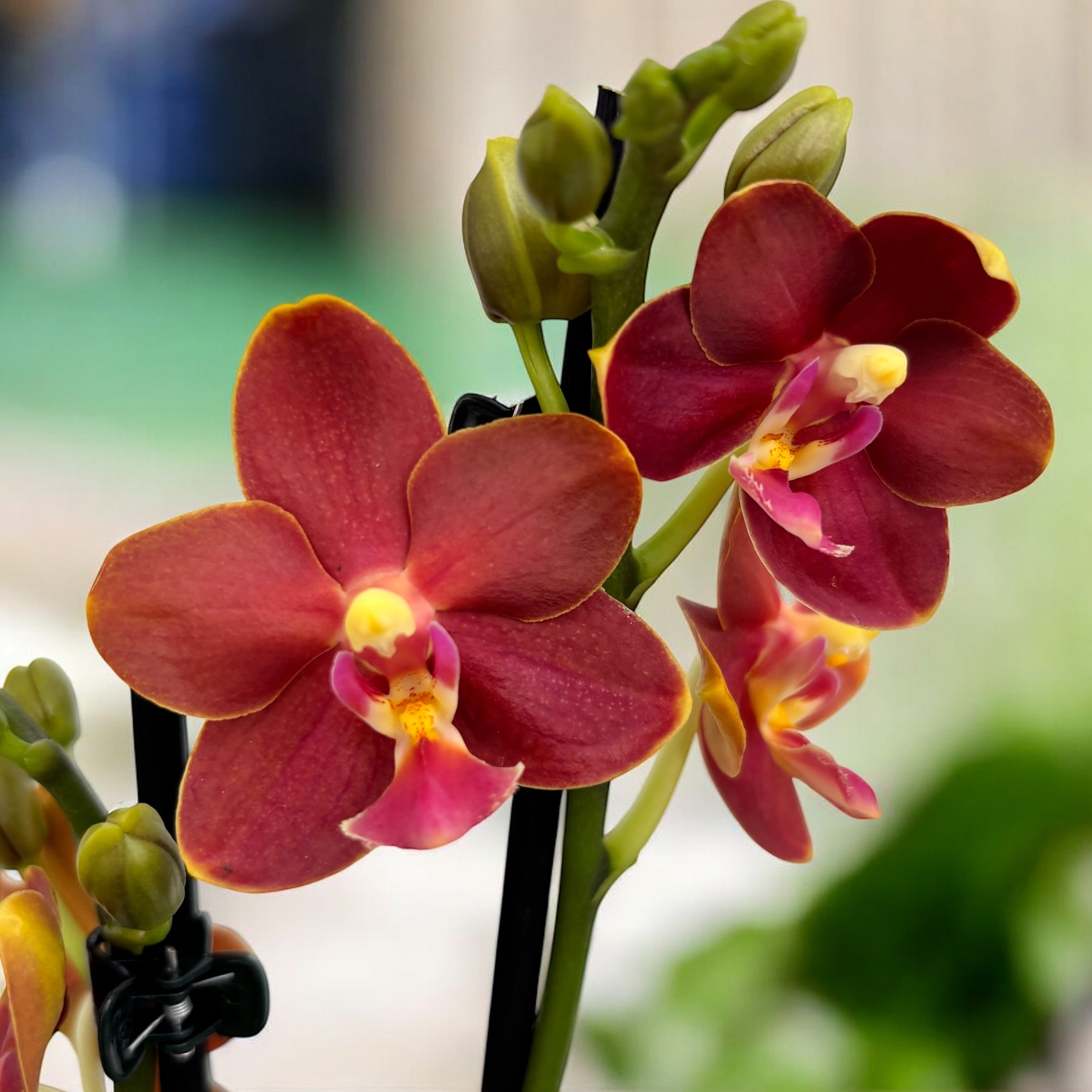 Phalaenopsis Yaphon Profumo 'Coffee Red' - profumato