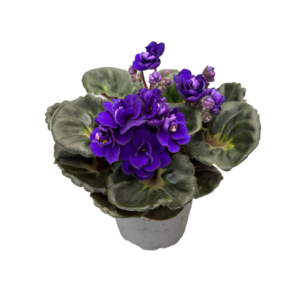 Saintpaulia Rococo Violet - Parma violets with blue double flowers