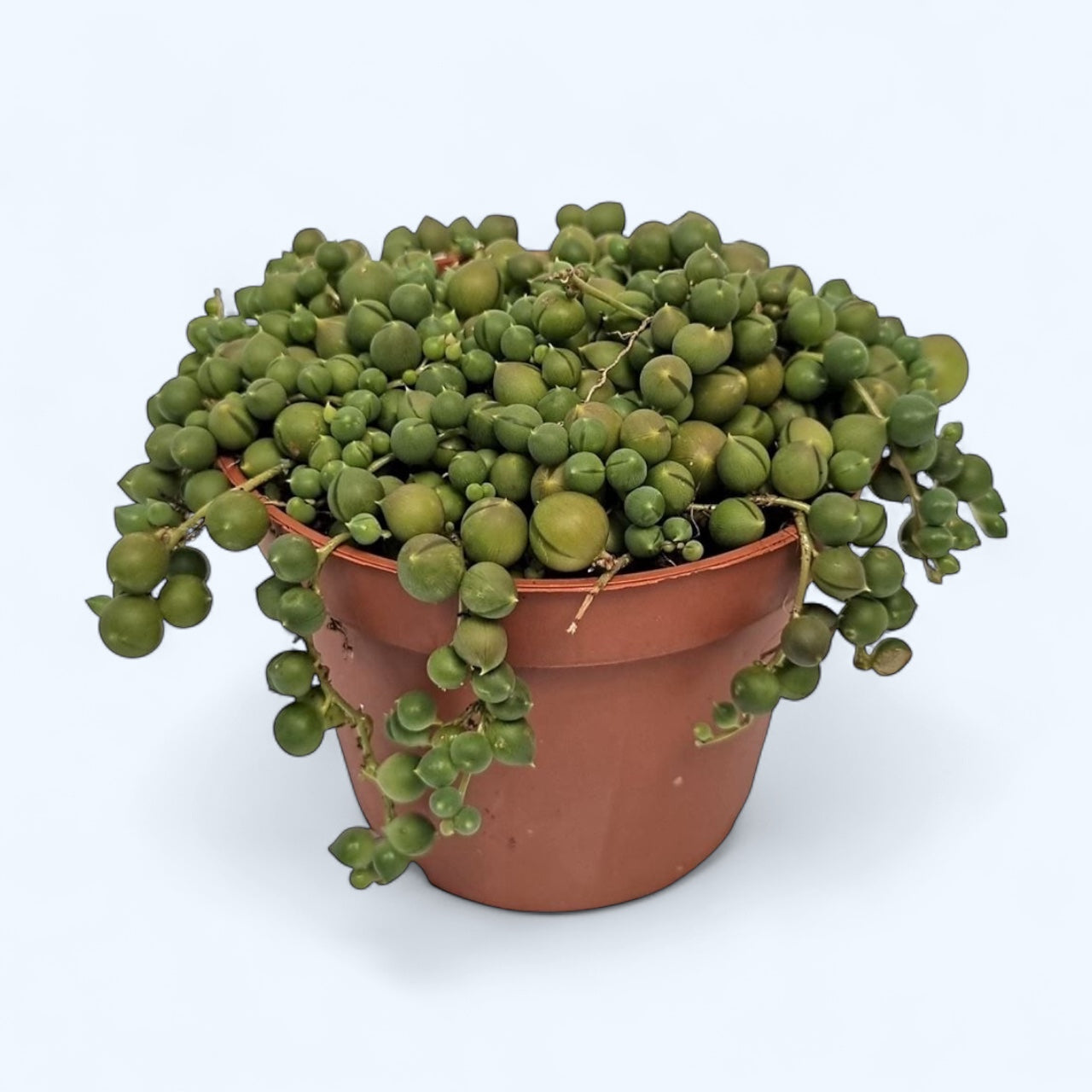 Senecio rowleyanus (sirag de perle)