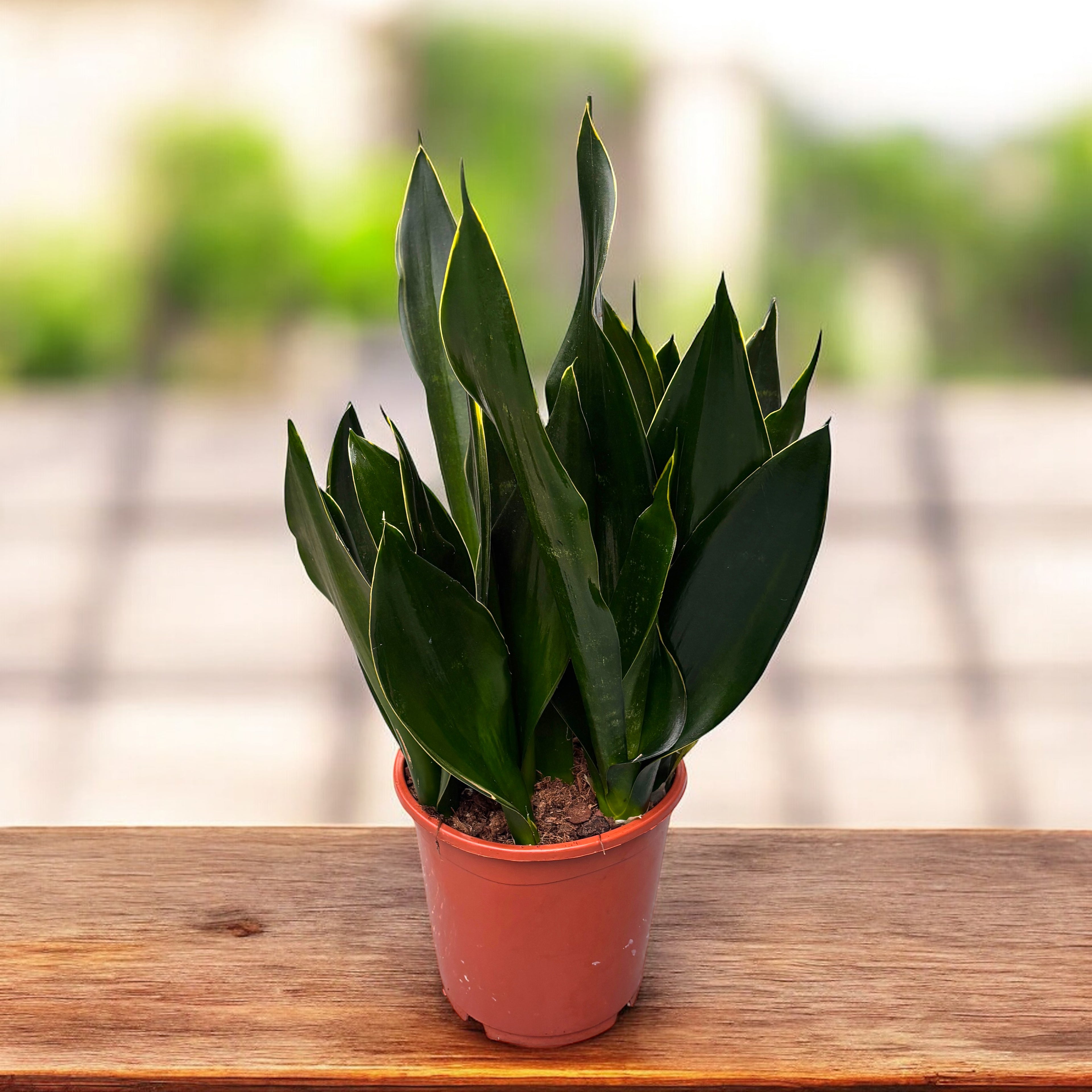 sansevieria xxl Sansevieria 'Black Diamond'