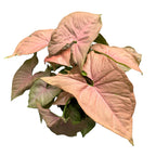 Syngonium podophyllum 'Rotes Herz'