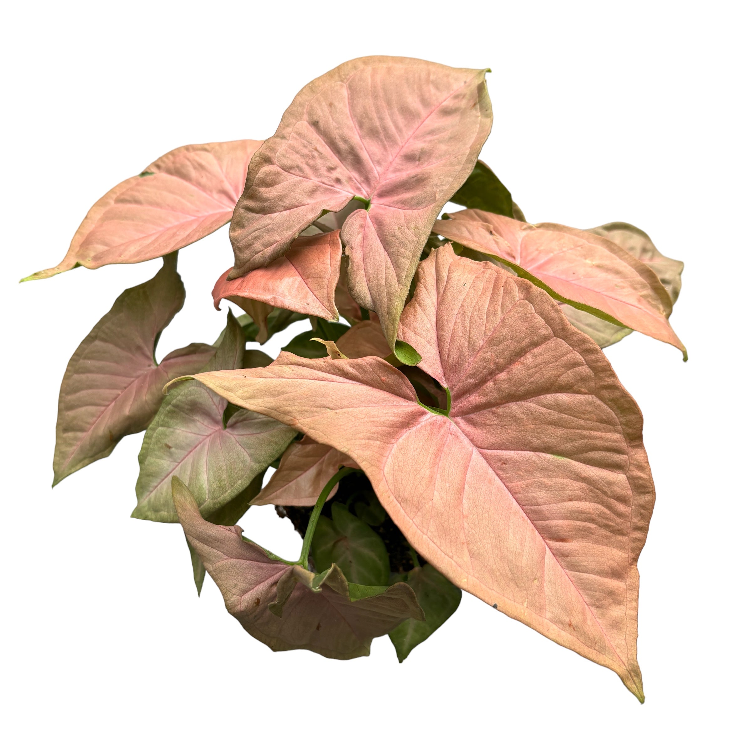 Syngonium podophyllum ‘Red Heart’