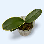 Phalaenopsis Summer Breath 'Variegata'