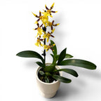 Oncidium Holm’s Wizard Yellow - flori intens parfumate