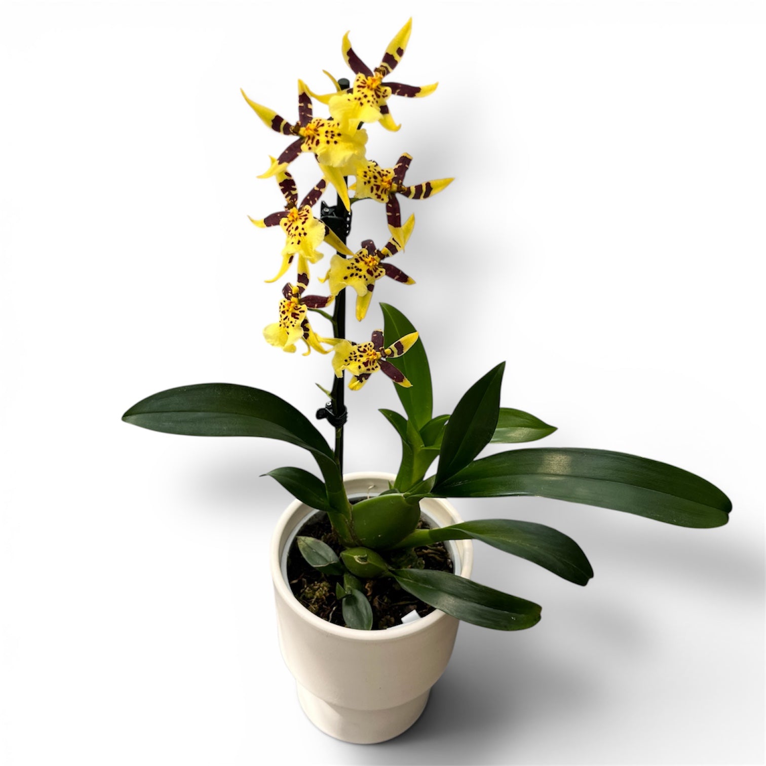 Oncidium Holm’s Wizard Yellow - flori intens parfumate