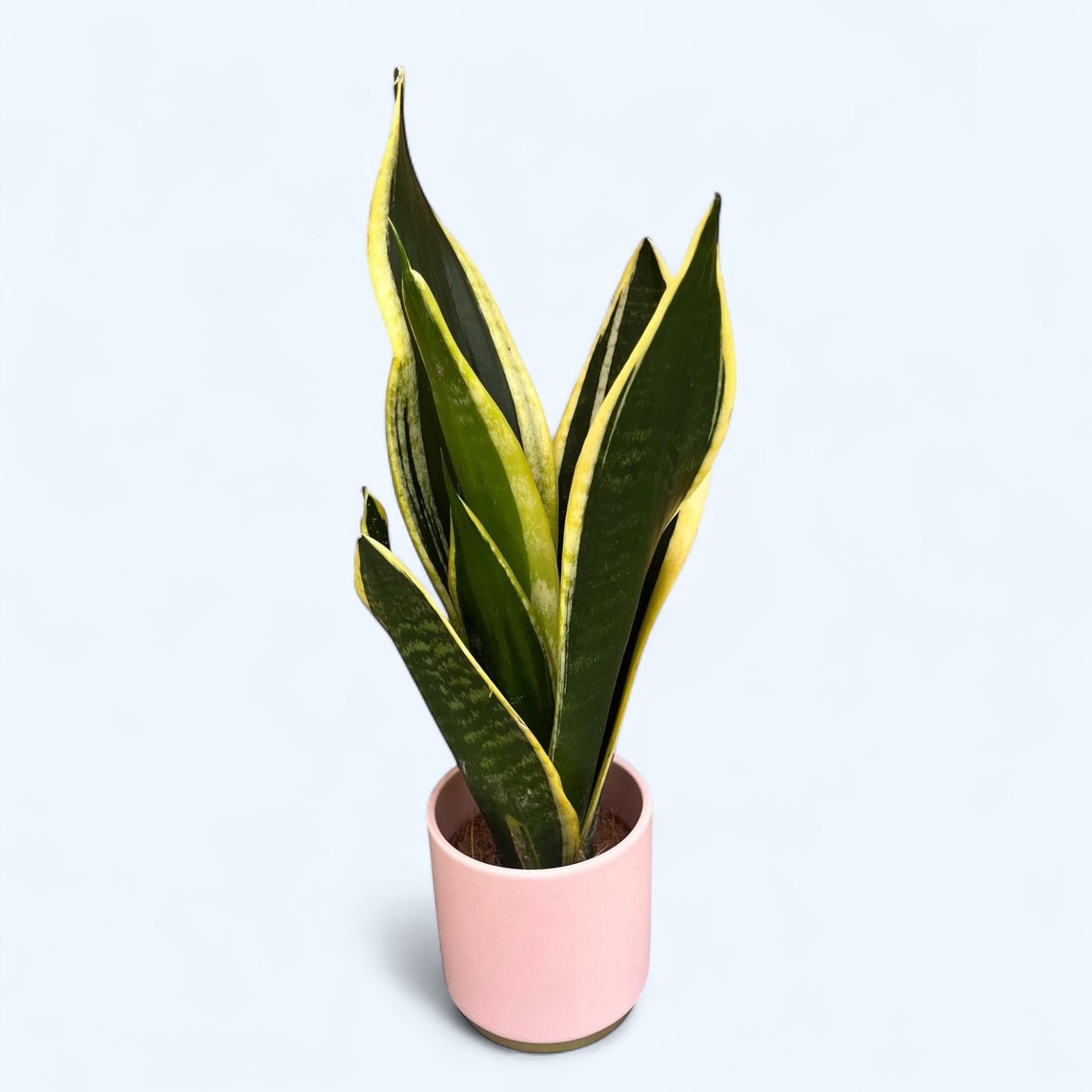 Sansevieria ‘Black Gold’ - limba soacrei, cu margini aurii, contrast elegant