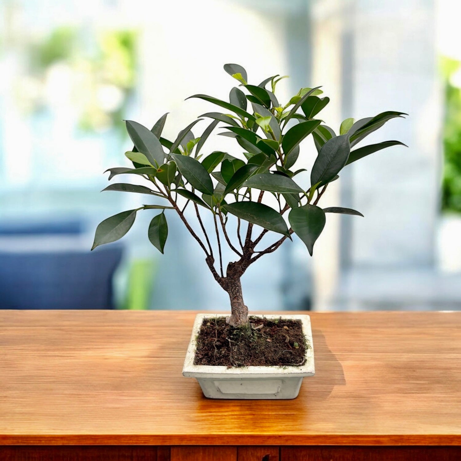 Bonsai Ficus Retusa – simbol al echilibrului si longevitatii