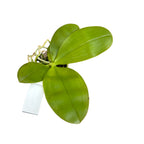 Phalaenopsis bellina var. pink 'Fire' - intensywnie pachnące kwiaty