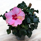 Ιβίσκος rosa-sinensis 'Jersey' (ιαπωνικό τριαντάφυλλο με μεγάλα ροζ άνθη)