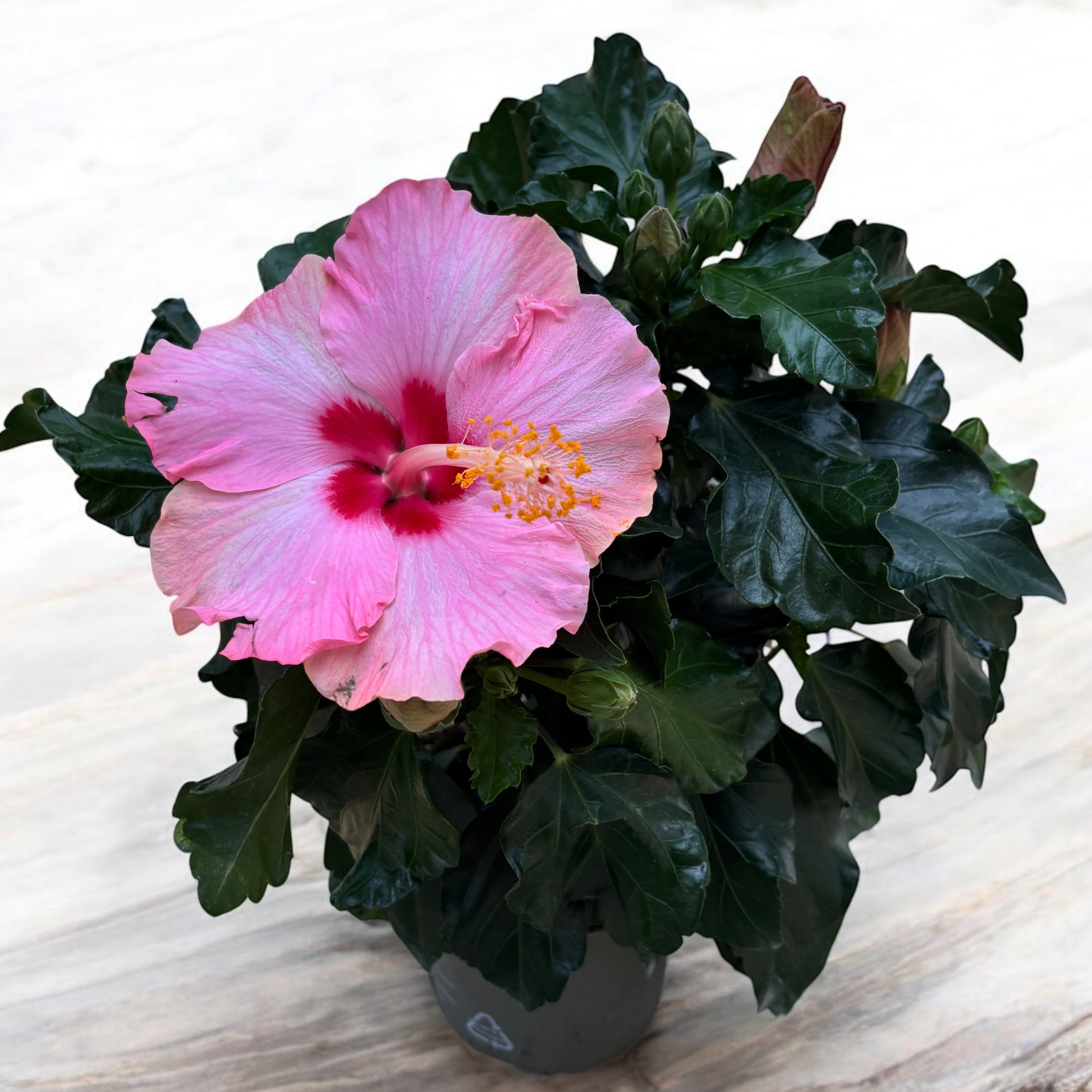 Hibiscus rosa-sinensis 'Jersey' (nagy rózsaszín virágú japán rózsa)