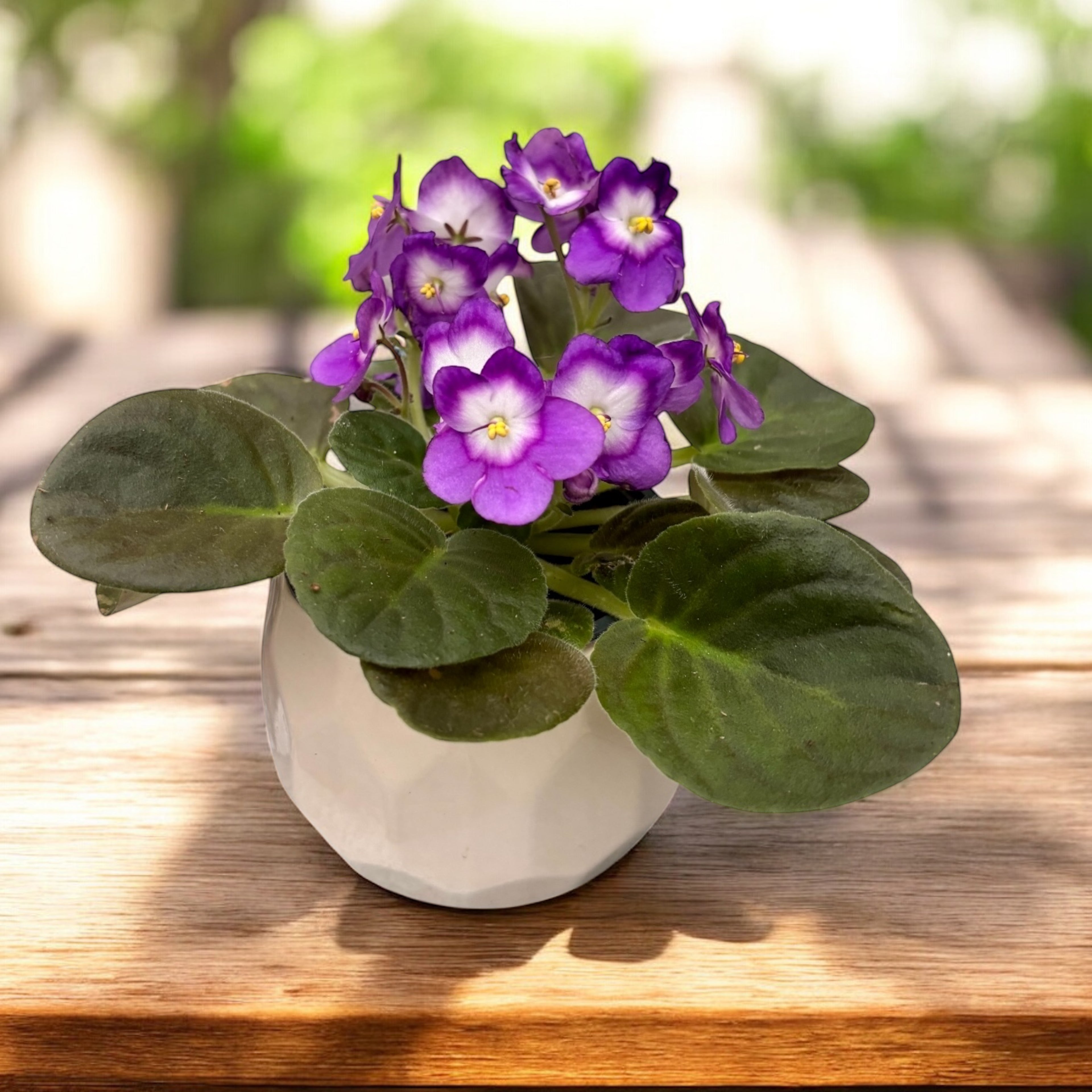 Saintpaulia ‘Optimara Dali’ – violeta africana cu flori elegante