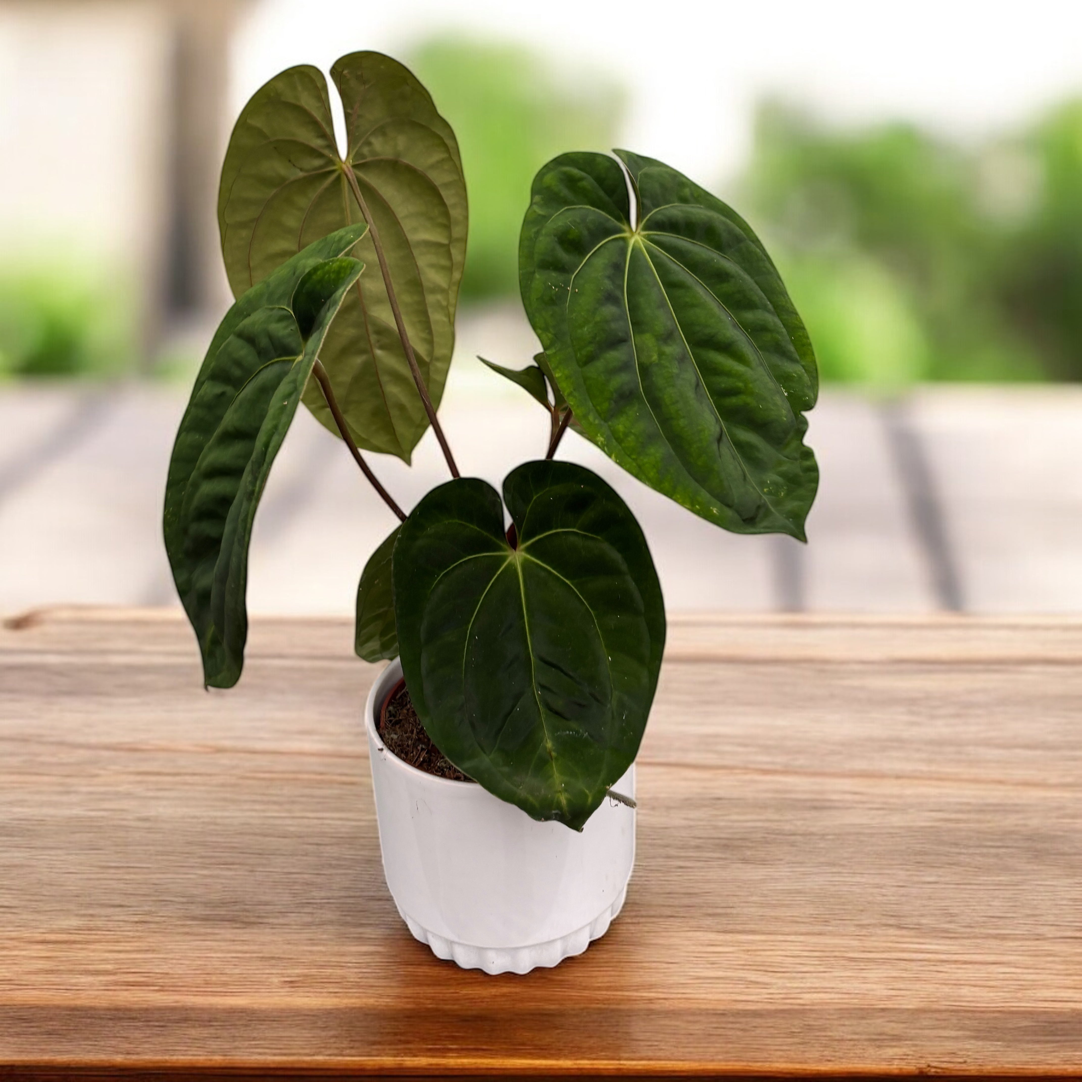 Anthurium 'Dark Phoenix' – Secret Garden Plant Shop