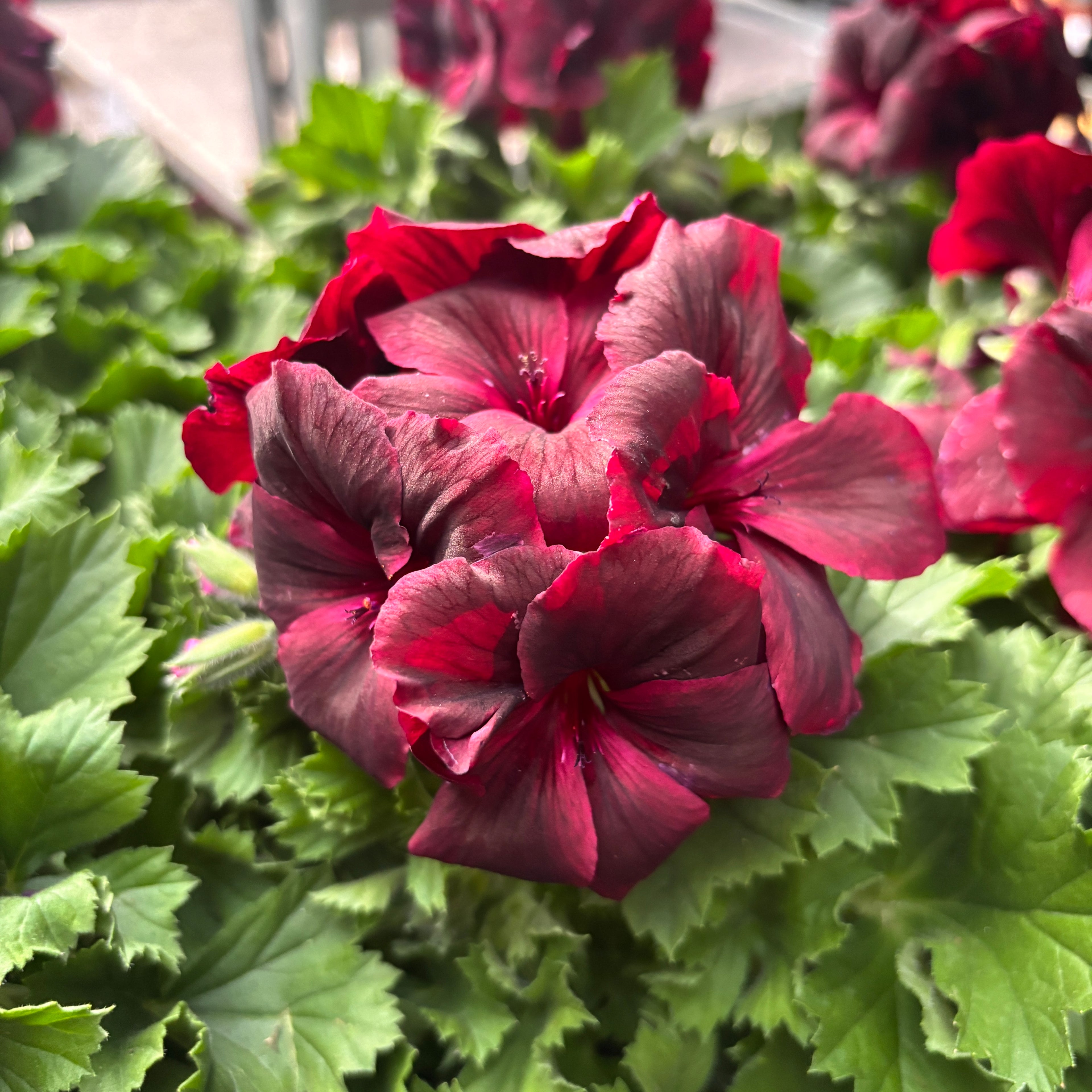 Pelargonium Grandiflorum 'Regalia Chocolate' (muscate englezesti)