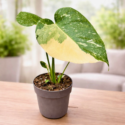 Monstera variegata 'Thai Constellation' – Secret Garden Plant Shop