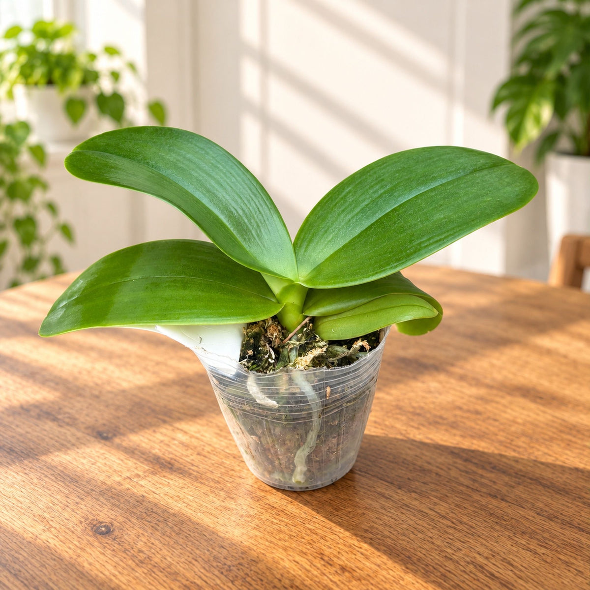 Phalaenopsis Jumbo Apo 'Miki' (gigantea x aphrodite) - dišeča