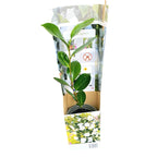 Camellia japonica 'Double White' (Brushfield's Yellow) - mrazuvzdorná, mladé exempláře