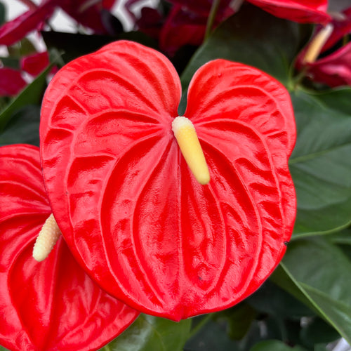 anthurium orange champion Anthurium Orange Champion (XL flowers) – Secret Garden Plant Shop