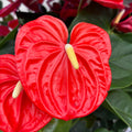 Anthurium Orange Champion (XL květy)