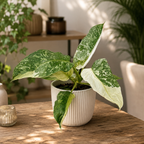Philodendron Jose Buono (strong variegation)