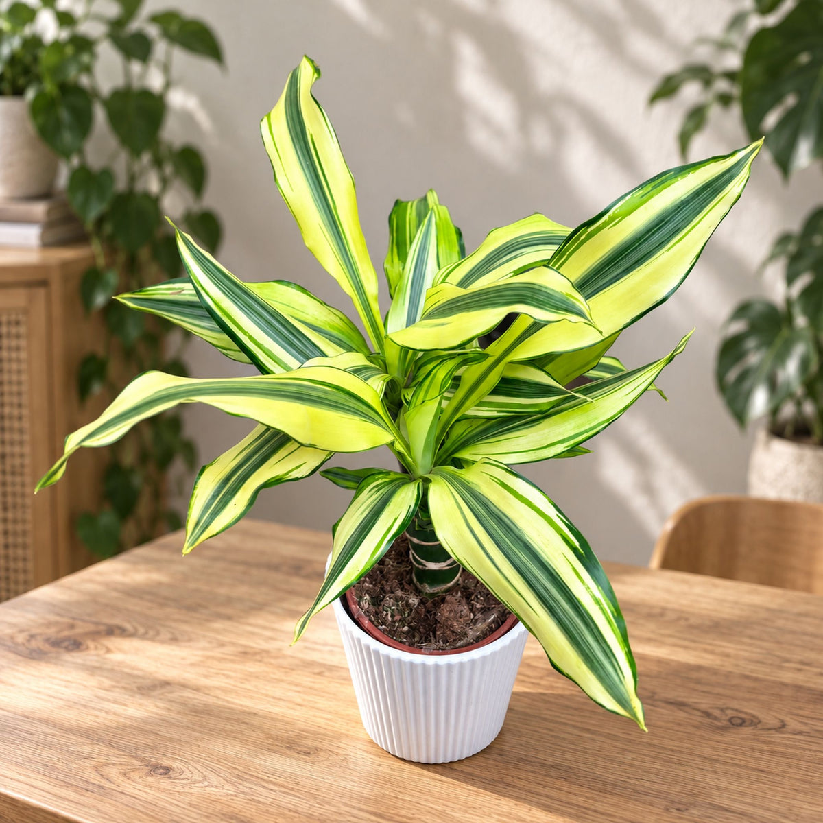 Dracaena fragrans 'Yellow Coast' - Drachenbaum mit bunt gefärbten Blättern