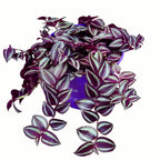 Tradescantia zebrina ‘Purple Passion’ - 5 növény/cserép