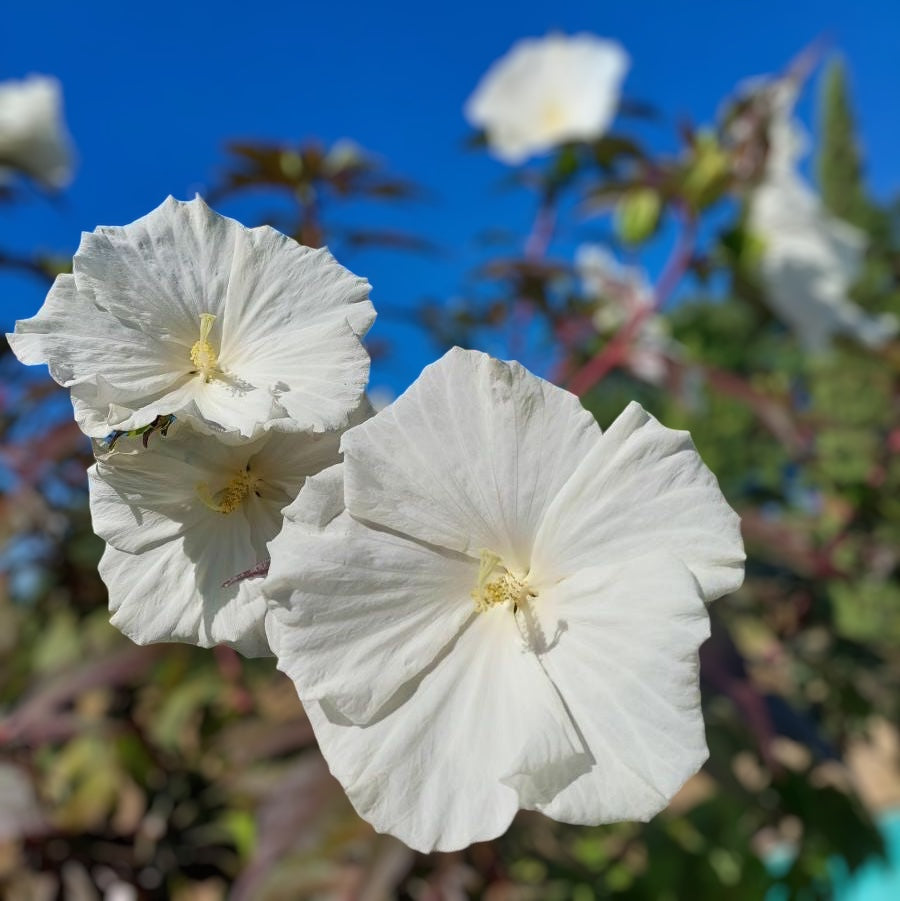 Hibiscus moscheutos ‘Carousel Ghost’ – hibiscus de gradina cu flori albe imense si frunzis inchis