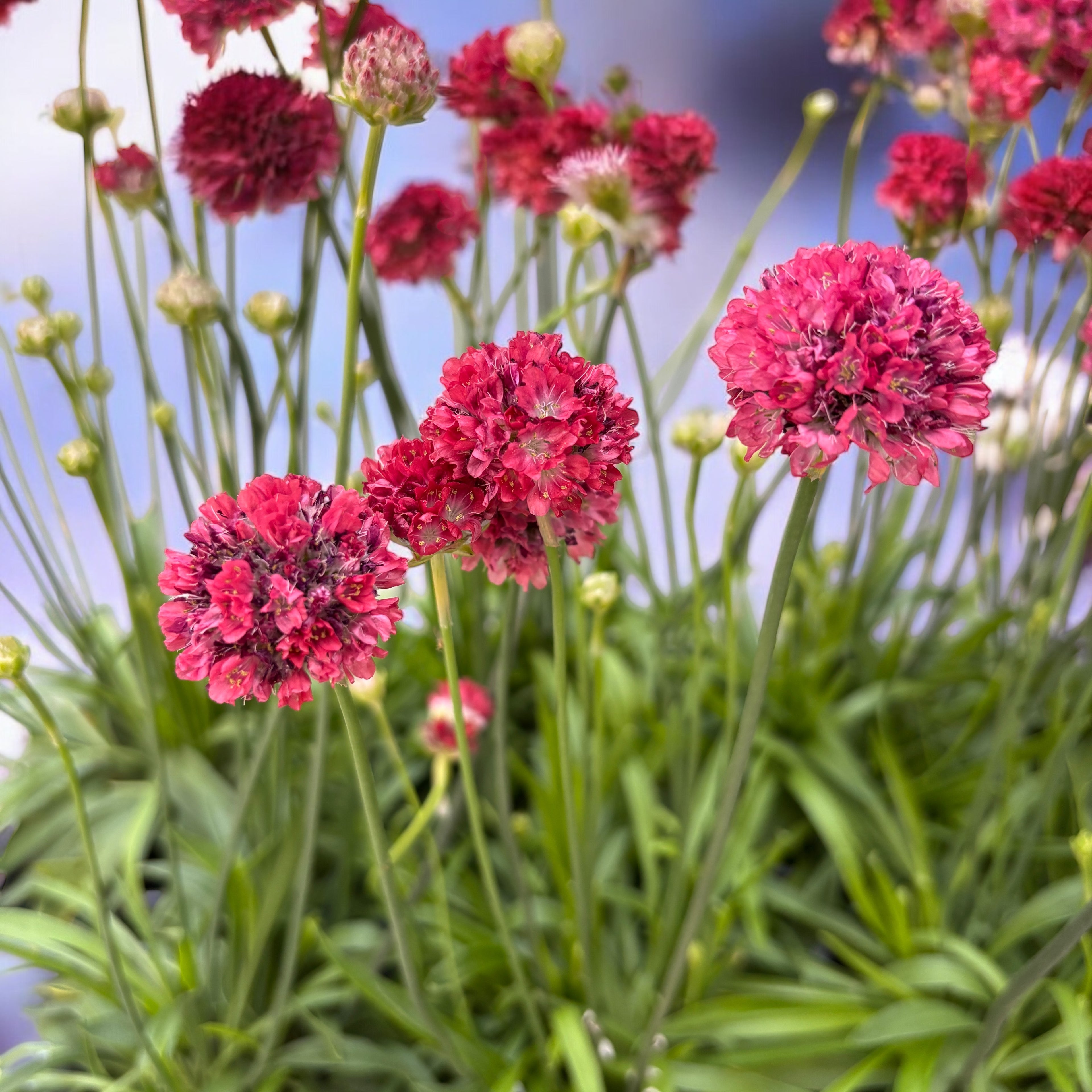 Armeria pseudarmeria 'Ballerina Red' -  Planta perena cu flori rosii globulare, pentru borduri, rocarii si gradini insorite