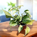 Philodendron ‘Cream Splash’