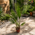 Washingtonia robusta – Mexican fan palm