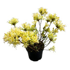 Azalea mollis 'Parfumollis Yellow' - flori galbene parfumate