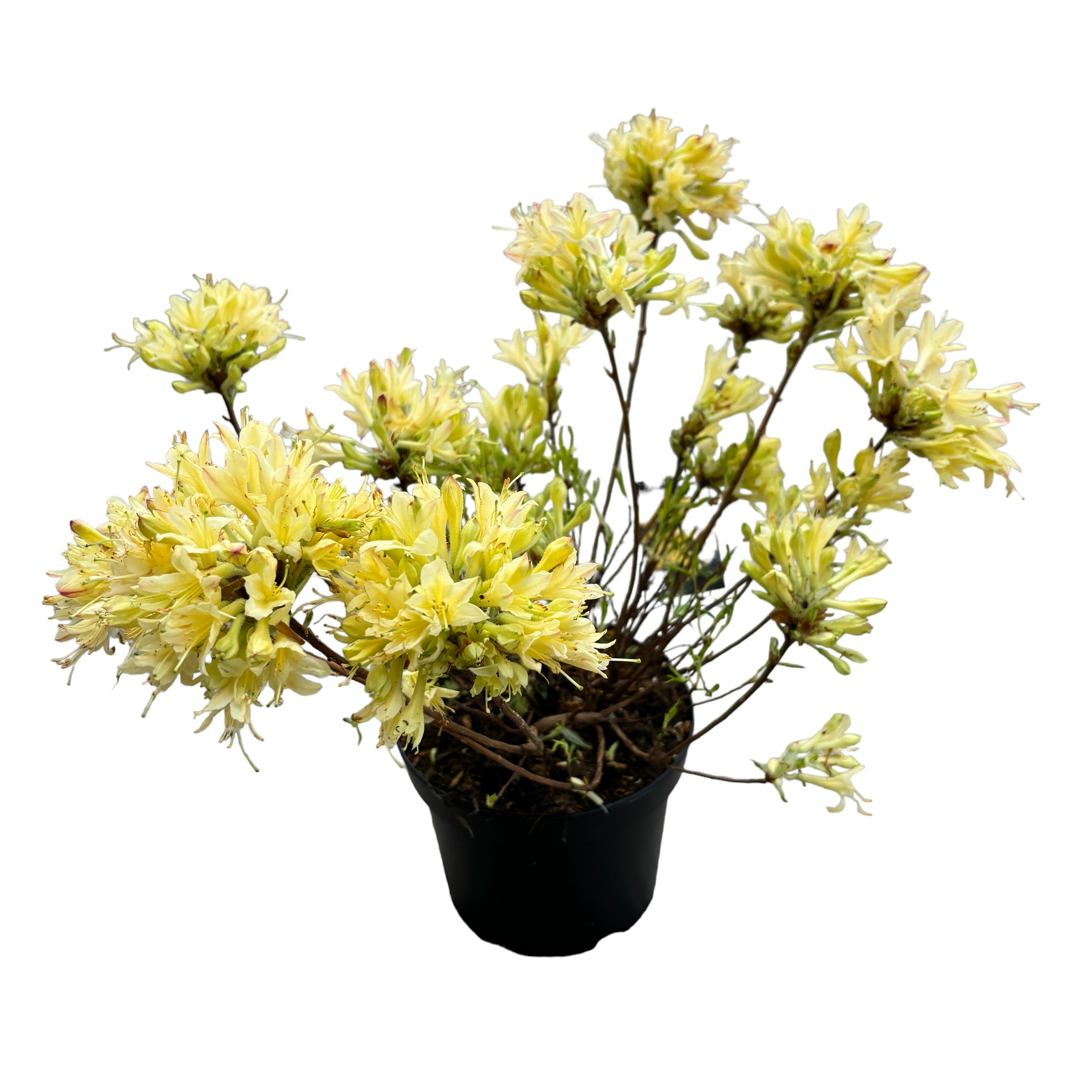 Azalea mollis 'Parfumollis Yellow' - voňavé žluté květy