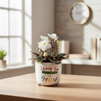 Fehér ibolyák - Saintpaulia Sarah (miniatűr)