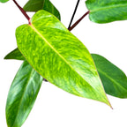 Philodendron 'Painted Lady' (Taiwan)