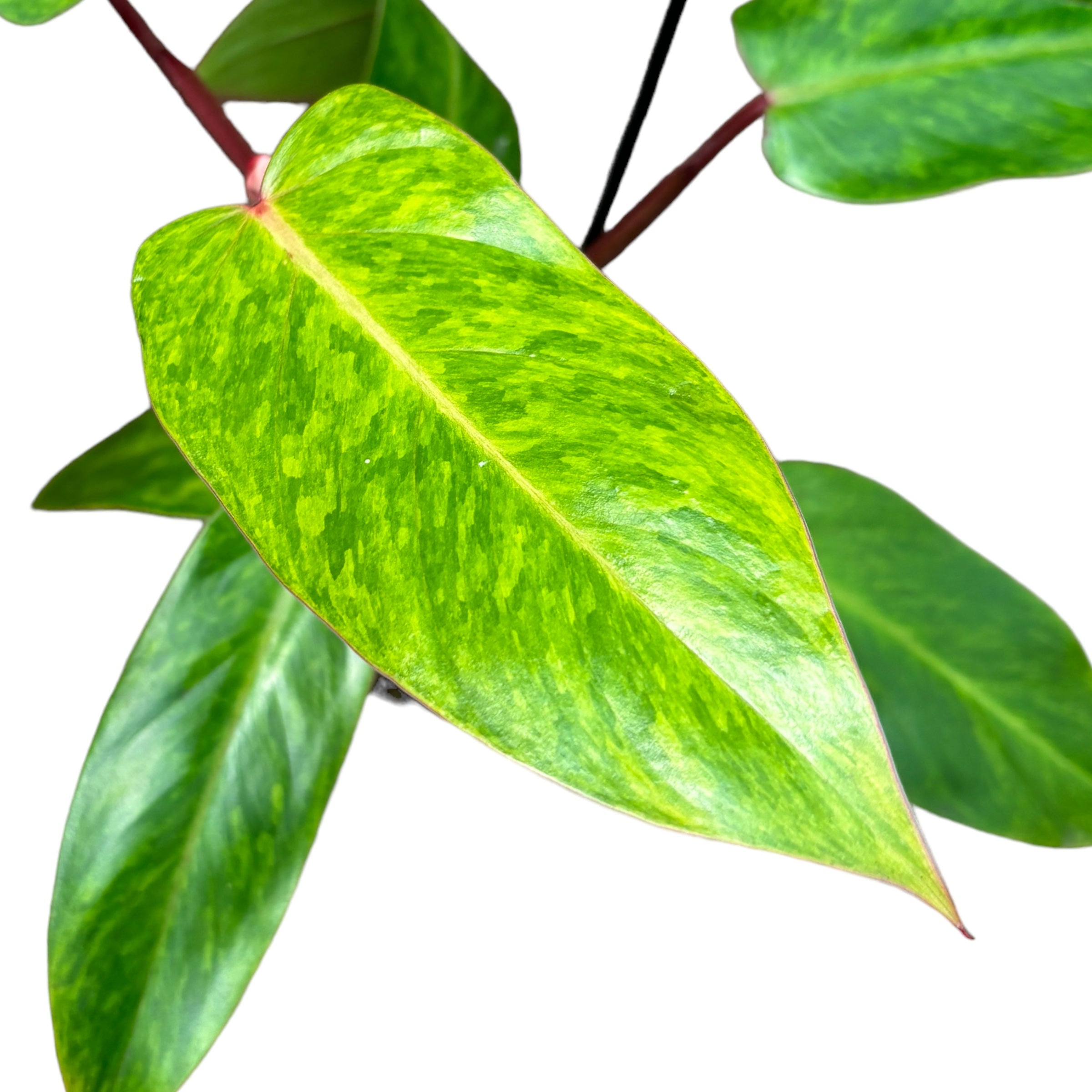 Philodendron 'Painted Lady' (Taiwan)