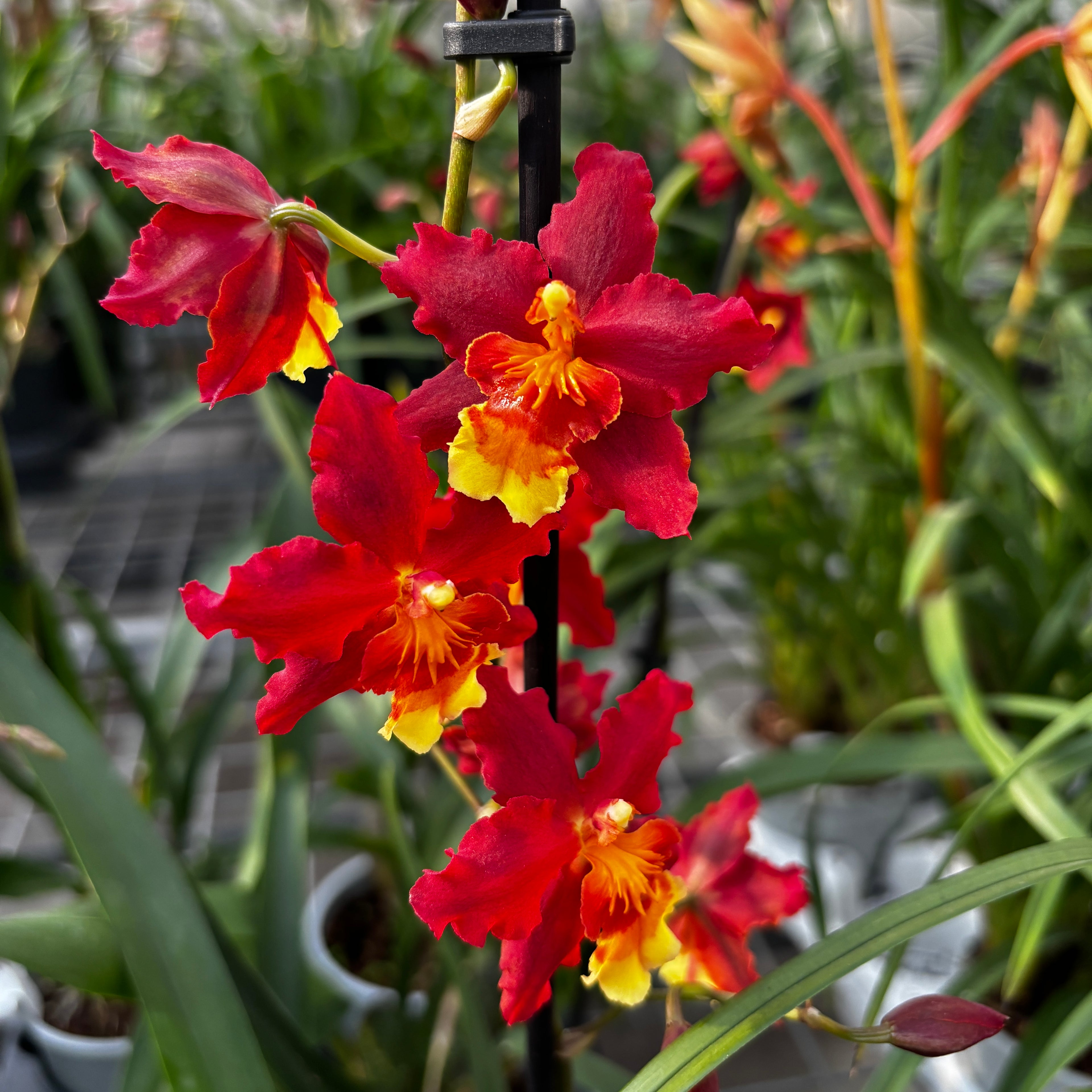 Oncostele Rising Sun ‘Sole Rosso’