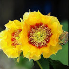 Opuntia macrocentra – cactus de gradina cu spini lungi si fructe comestibile